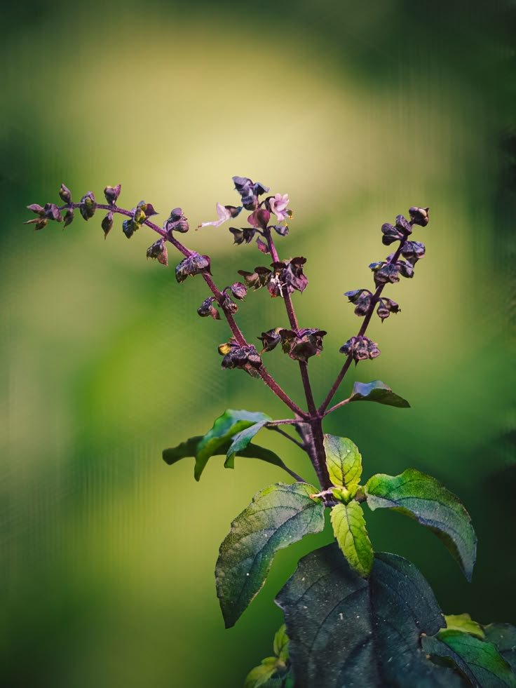 Holy Tulsi